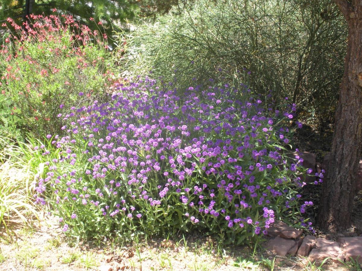 Alma De Sedona Inn B&B Zewnętrze zdjęcie